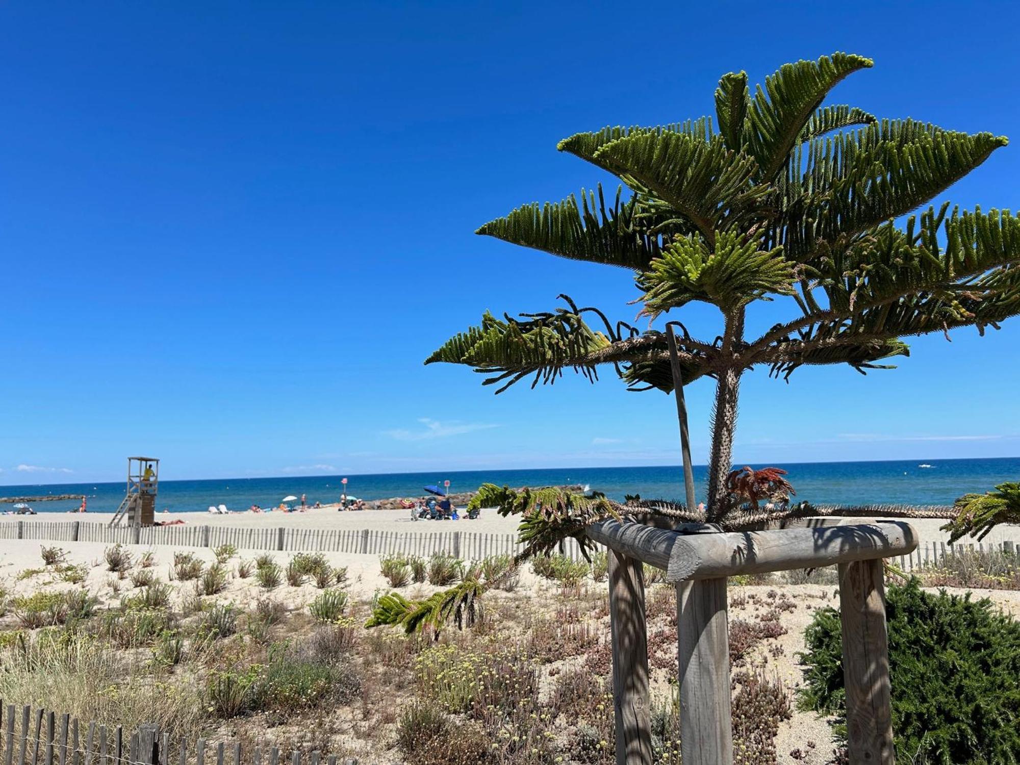 Vue Mer Et Port ! Spacieux T2 Cabine 55M² Pour 6 Pers Avec Balcon Et Parking A 200M De La Plage - Fr-1-793-4 Apartment Saint-Cyprien  Exterior photo